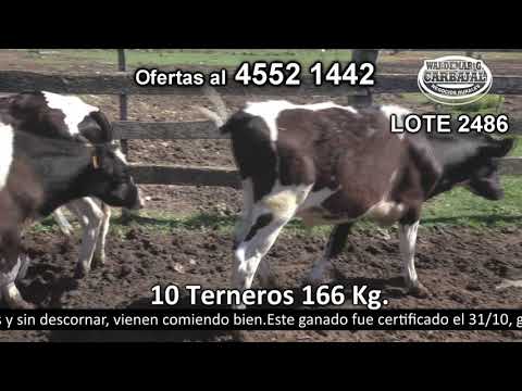 Lote 10 Terneros 10 HO 166kg -  en Escudero- Ruta 52 a 35 Km de Nueva Helvecia y a 35 Km de San José