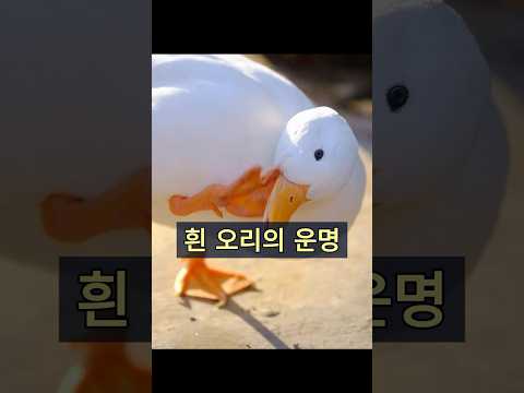 흰 오리가 이 집에 얼마나 머물고 싶어하는지 아세요? #동물 #animals