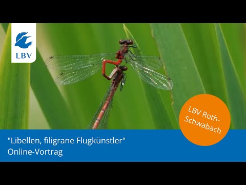 Online-Vortrag: Libellen, filigrane Flugkünstler | LBV Roth-Schwabach