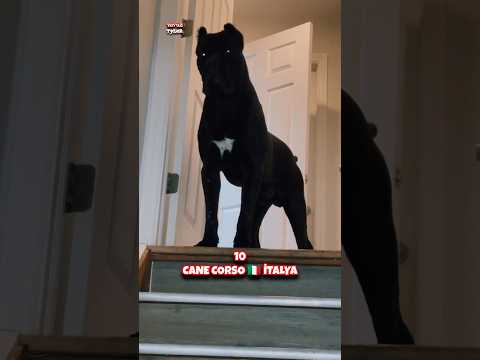 Dünya'da sahibini en iyi koruyan köpek cinsleri
