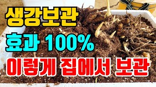 작년에 수확한 생강 집에서 생강보관 1000%