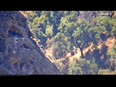 Female Condor Soars In For A Feeding On Cross Canyon Cam – Aug. 23, 2019