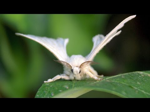 Success of the Smelliest? The Search for Human Pheromones - Dr Tristram Wyatt