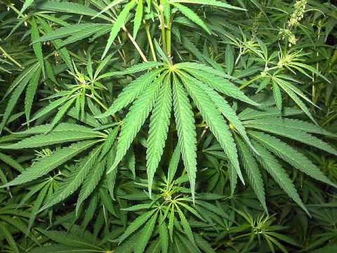 Bonus RPK Feat  DJ Steez   Samo Zycie