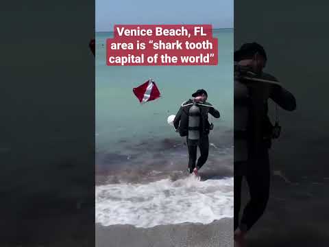 ひどいハリケーンはサメの歯や化石を見つけるのに最適です |フロリダ州ベニスビーチ