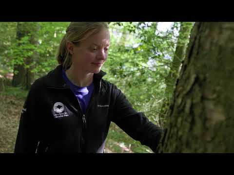 Explore Brockhole's Silver Birch Trees