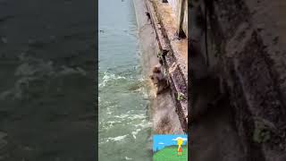 Download lagu monyet mp3 Download lagu monyet mp3