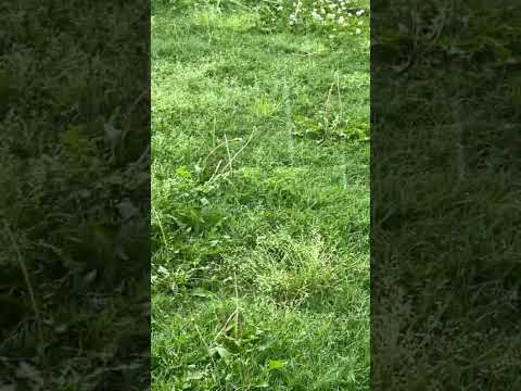 #shorts #rainyday ￼