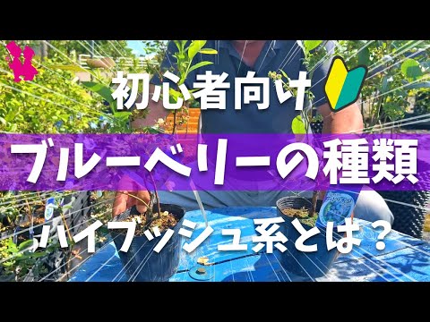 園芸 一般的なブルーベリー、ワイルドブルーベリー