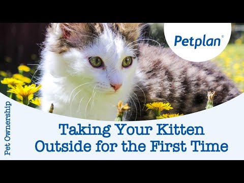 Taking your kitten outside for the first time