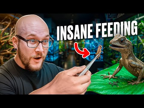 Feeding THOUSANDS of Bugs to My 100 Reptiles
