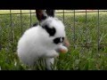Baby Bunnies Hopping and Playing