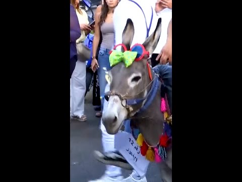Donkey race in Lebanon gives locals a reason to smile