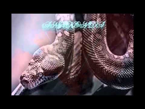 Vrancuz & Synall - Anakonda