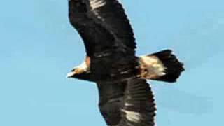 Eagles &amp; Horses