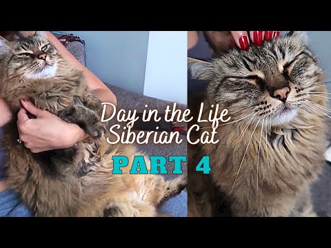 🐈 A DAY IN THE LIFE OF A SIBERIAN CAT (Part 4) | 10 year old cat | Siberian cat personality