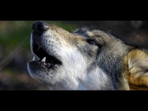 Gli animali selvatici del Gran Sasso e dei Monti della Laga 4K