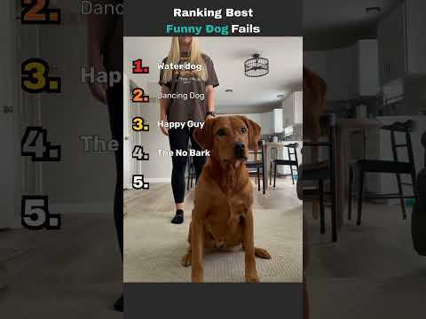 Top 5 Most Chaotic Dog Reactions 🐕😱 #shorts #funnydogs