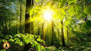 🔴 Relaxing Music 24/7, Healing Music, Meditation Music, Spa Music, Sleep Music, Zen, Rain Sounds