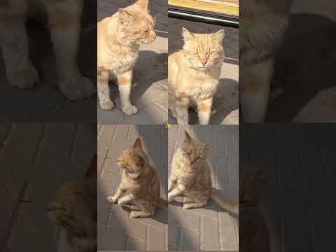 في حب القطط الدهبي #اكسبلور #لايك_اشتراك #قطط #فولومي #فولو