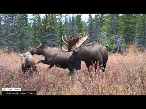 Favorite Bull Moose Rut Pits Part 2 #moose
