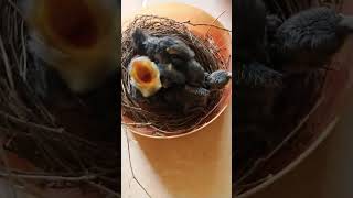 Download lagu meloloh anakan burung srigunting mp3
