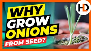 Why You Should Grow Onions From Seed