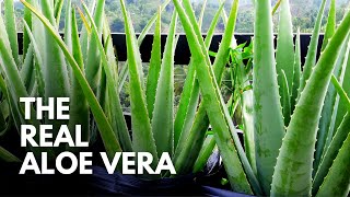 How To Identify The Real Aloe Vera Plant