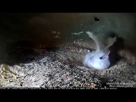 Tropicbird Chick Stretches Wings, Does Its Best To Keep The Nest Cavity Clean – May 21, 2020