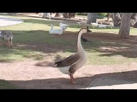 The Majestic Swan Goose