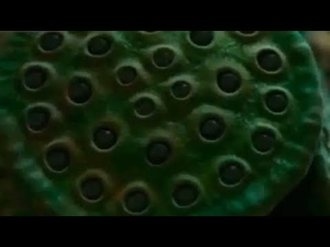 Man Eating Trees || Adam Khor Darakht - Mysteries Of Trees - Urdu Documentaries By Unsuni Dastan