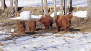 preview picture of video 'A Tribute To Scottish Highland Cattle'