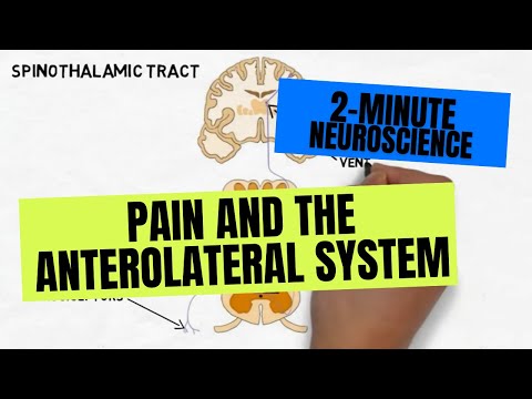 2-Minute Neuroscience: Pain and the Anterolateral System