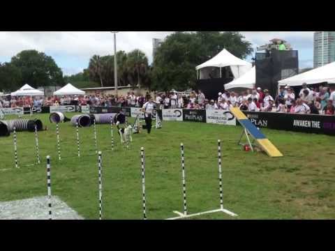 Kate Eastern Regional PIDC Agility Champion