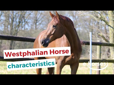 , title : 'Westphalian horse | characteristics, origin & disciplines'