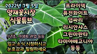 양재꽃시장 식물튜브 2022년 7월 5일 [아스틸베, 댑싸리, 비덴스, 프라이덱, 퓨전화이트,리시산샤스 등등…