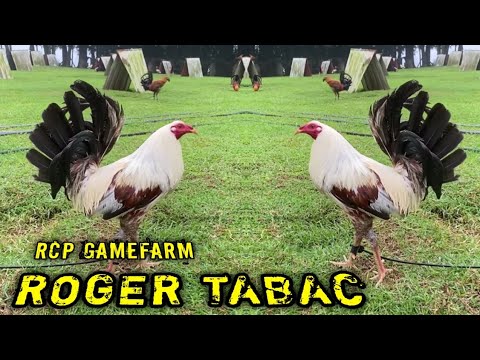 Grey Thursday - ROGER TABAC