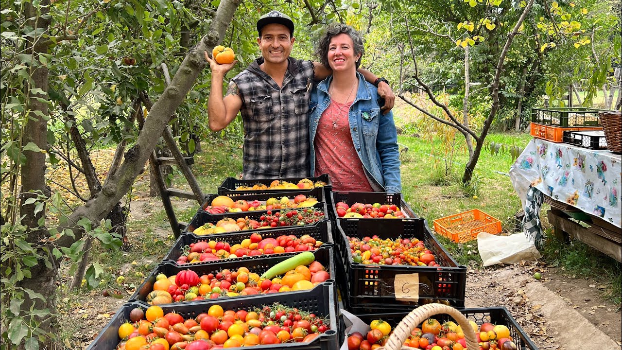 Capitulo 2.La reina del tomate “La Cooka “ ¿Como lograr 5000kg de tomates en un huerto de 35x35?