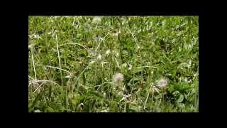 Extranjero - Maria Gadú