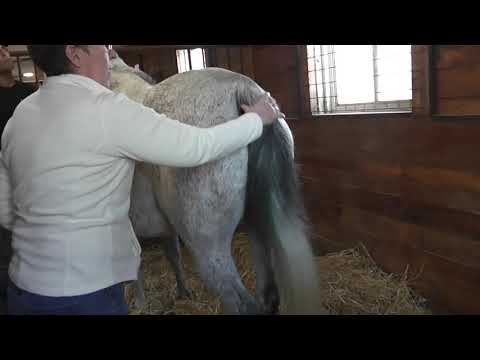 Mare udder development and foaling date