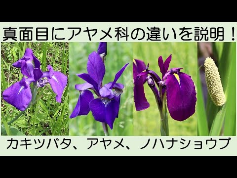カマモミ 植物