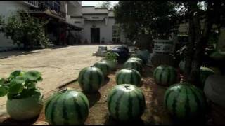 Ai Weiwei: Without Fear or Favour