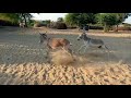 Donkey Fight With Each Other