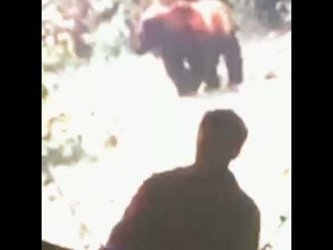 Kodyak - PhotographicMemory (feat. Bones) (Official Audio)