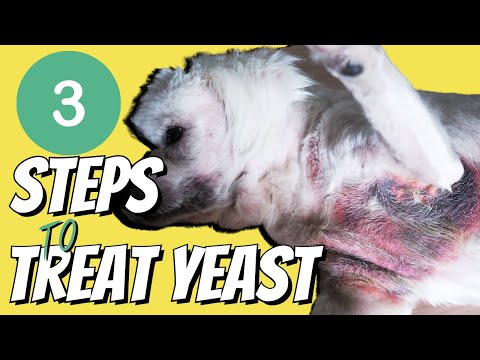 YouTube video about: Does yogurt help yeast infections in dogs?