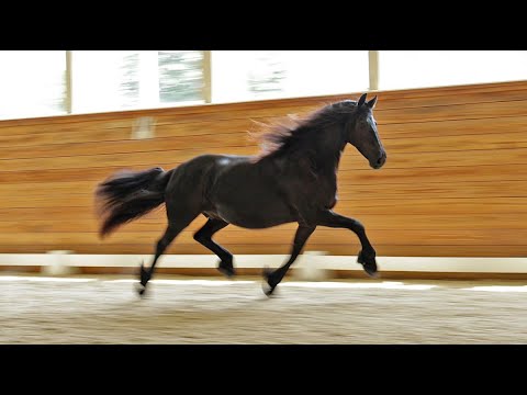 For Sale: Awesome ISF, Star (Ulbert 390, Sport x Winand 405) in Free Movement, September 2025