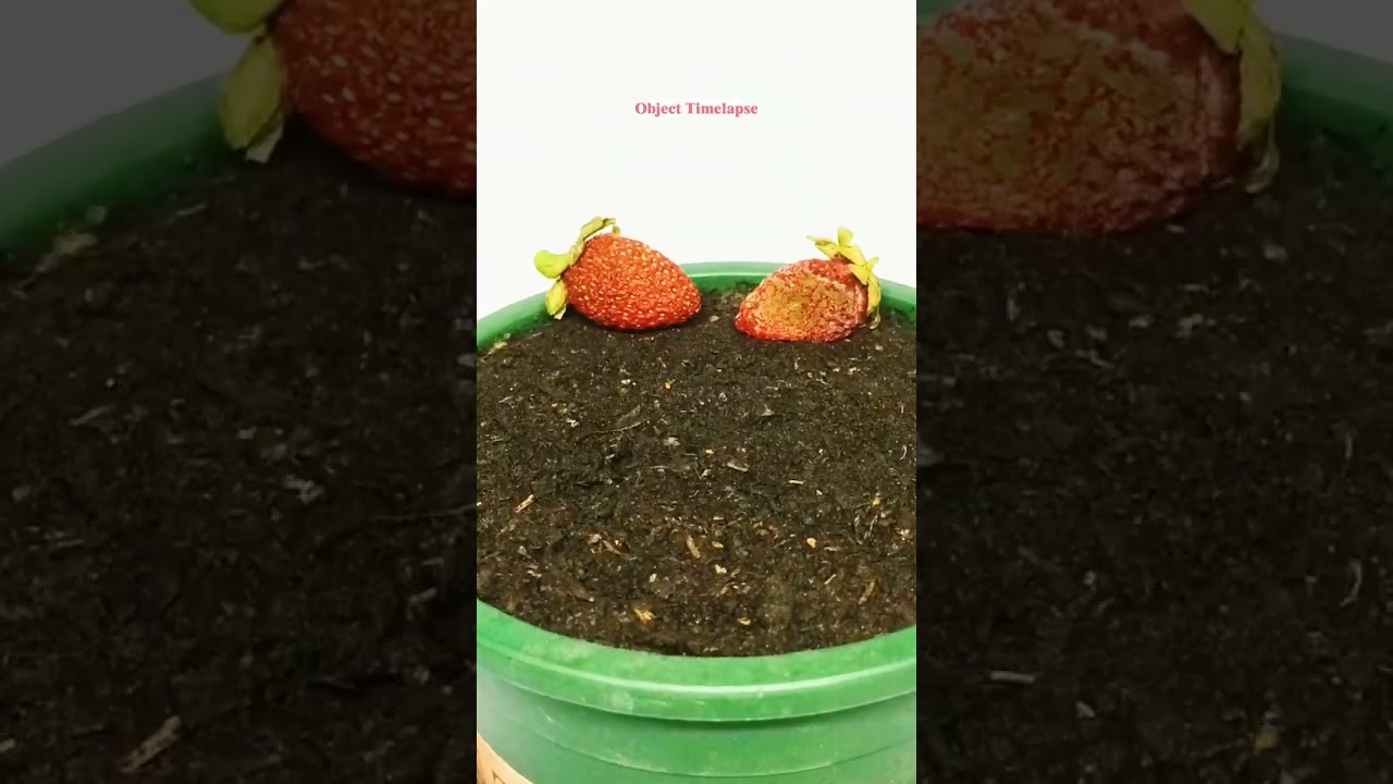 Growing Strawberry Time Lapse. #timelapse #satisfying #plants @AmazingTubeTimeLapse @Boxlapse
