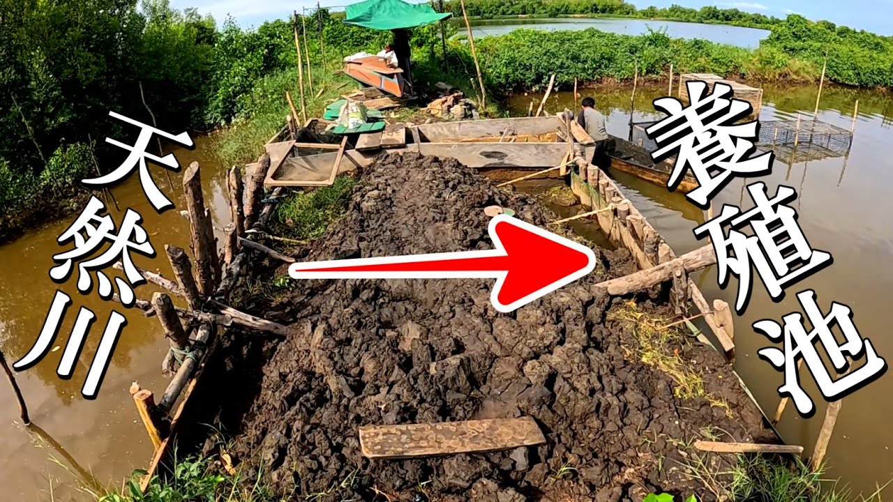 ターポンが浸入した養殖場を救うために行ってきました