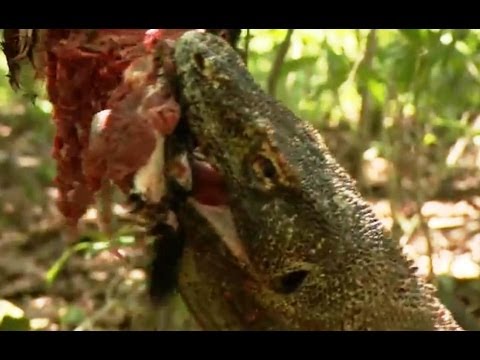 Komodo Dragons Attack! | Deadly 60 | Indonesia | Series 3 | BBC
