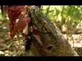 Komodo Dragons Attack Deadly 60 Indonesia Series 3 BBC